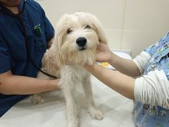 -佩兹宠物医院肿瘤专科·眼科·牙科(黄浦店)