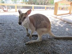 -费瑟代尔野生动物园