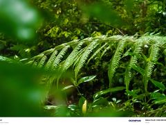 -莫里热带雨林景区