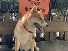 -柴犬高等学院·狗咖·柴犬售卖·宠物训练