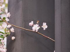 -高东镇樱花园