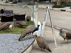 -J Create城市露营咖啡·简餐·宠物(上海动物园店)