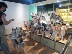 -Husky Go! 哈士奇体验馆·宠物咖啡厅狗咖