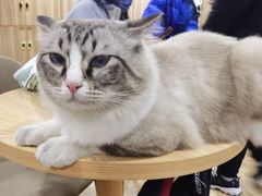 -白兔子密室(长寿路店)