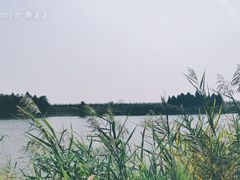 -合肥滨湖国家森林公园