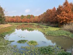 -上海海湾国家森林公园
