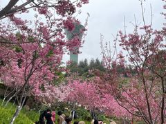 -狐尾山公园
