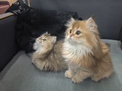 -猫咪咖啡·猫咖(万达广场店)