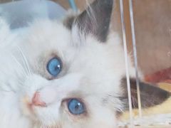 -猫的茶·猫咖