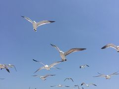 -海驴岛(荣成市)