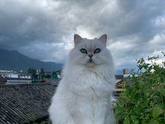 -喵屿·大理花园猫咖