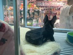 -FAELING PETS美天灵宠物(合生汇店)