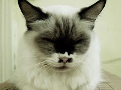 -猫色咖啡·猫咖