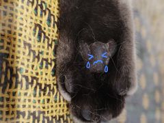 -平行世界·猫咖(首经贸店)