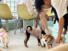 -怪兽屋·羊驼·猫咖·狗咖(俊华广场店)