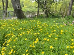 -西湖风景区-江洋畈生态公园