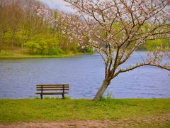 -上海共青森林公园