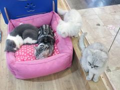 -共舞时光猫咖·狗咖(新街口店)