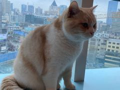 -遇见羊驼·奶狗咖·布偶猫咖·法斗柯基柴犬阿拉斯加(春熙路太古里IFS店)