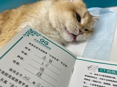 -乖乖宠物医院·猫科·急重症中心(车站北路分院)
