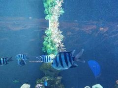 -芜湖新华联大白鲸海洋公园