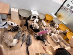 -有喵·猫咖·狗咖·30几只猫10只小狗(岗厦店)