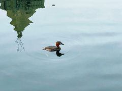 -深圳龙潭公园