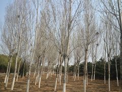 -永定河休闲森林公园