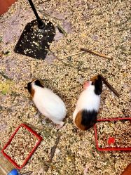 -卡通尼·Safari非洲探索乐园·生日会(金桥国际商业广场店)