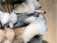 -Husky Go! 哈士奇体验馆·宠物咖啡厅狗咖