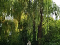 -济南大明湖景区