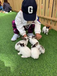 -萌宠亲子动物乐园(槐房万达店)