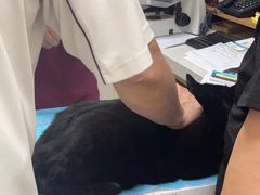 -美联众合爱康动物医院•复杂内科•肿瘤科•牙科•腔镜诊疗中心