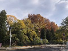 -三里屯东五街银杏大道