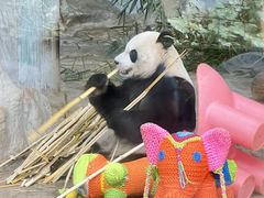 -海南热带野生动植物园