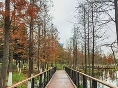 -映月湖公园