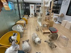 -有喵·猫咖·狗咖·30几只猫10只小狗(岗厦店)