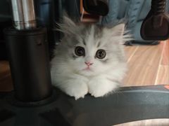 -lincat·猫舍(广州店)