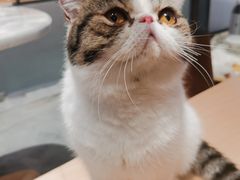 -瞄一喵猫咖(格力海岸店)