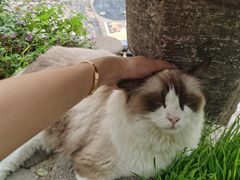 -喵屿·大理花园猫咖