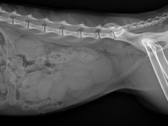 -艾贝尔宠物诊疗