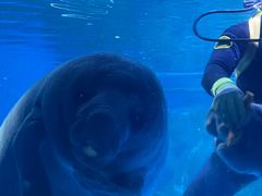 -烟台海昌鲸鲨海洋公园