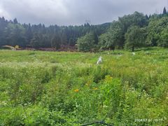 -武陵山森林公园