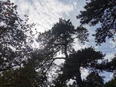 -香山公园
