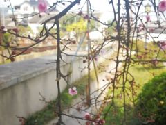 -香雪海