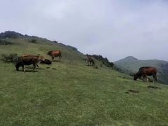 -大姆山草场