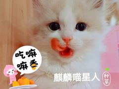 -70cat德文卷毛猫·缅因猫纯种猫舍