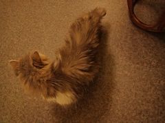 -猫色咖啡·猫咖