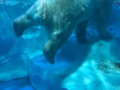 -芜湖新华联大白鲸海洋公园