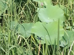 -荷塘月色湿地公园·向阳花洲